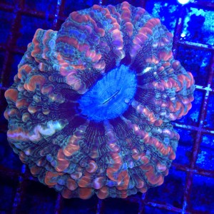 Indophyllia Rainbow WYSIWYG  #1