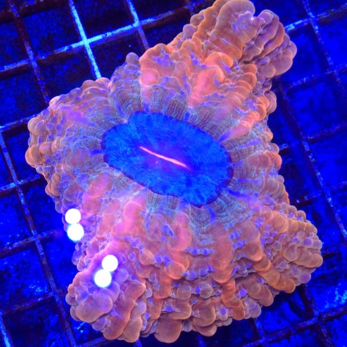 Indophyllia Rainbow WYSIWYG  #2