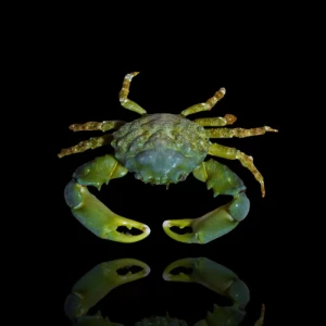 Krab Mithrax – Mithraculus sculptus | Emerald Crab
