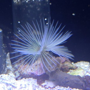 Yellow Feather Duster Tube Worm – Sabellastarte sanctijosephi | żółta rurówka