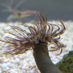 Sabellastarte indica – rurówka M