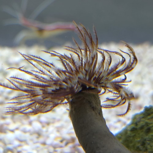 Sabellastarte indica – rurówka M