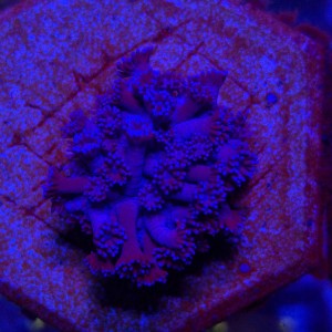 Goniopora Blue – FRAG
