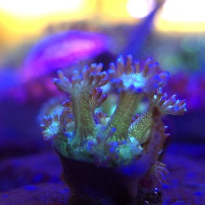 Goniopora Glitter – FRAG 
