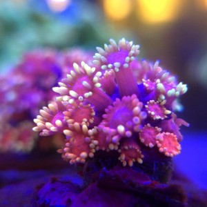 Goniopora Hellfire - frag 