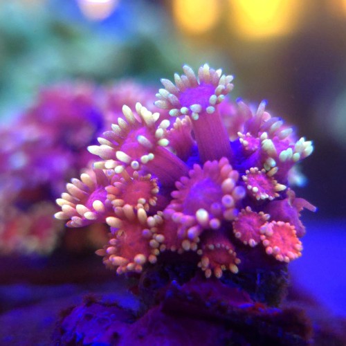 Goniopora Hellfire - frag 
