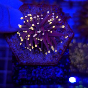 Euphyllia Glabrescens Black Torch WYSIWYG #E0012
