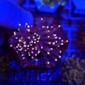 Euphyllia Glabrescens Black Torch WYSIWYG #B0357