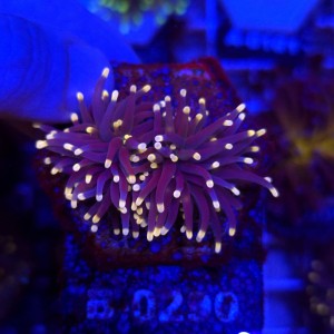 Euphyllia Glabrescens Black Torch (2 głowy) WYSIWYG #B0290