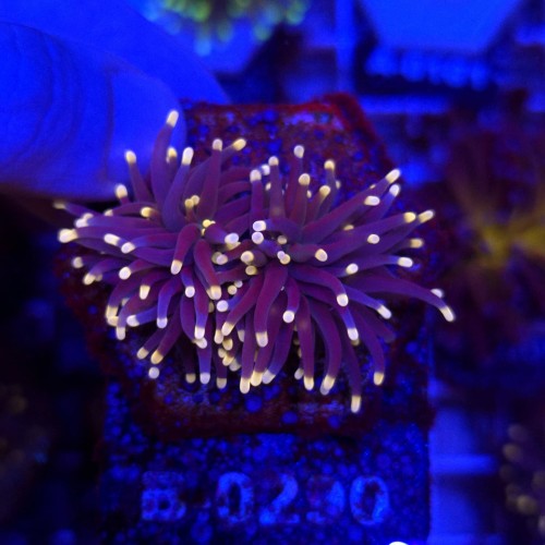 Euphyllia Glabrescens Black Torch (2 głowy) WYSIWYG #B0290