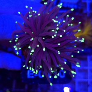Euphyllia Glabrescens Black Torch WYSIWYG #E0110