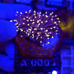 Euphyllia Glabrescens Black Torch (2 głowy) WYSIWYG #A0093