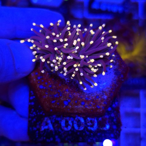 Euphyllia Glabrescens Black Torch (2 głowy) WYSIWYG #A0093