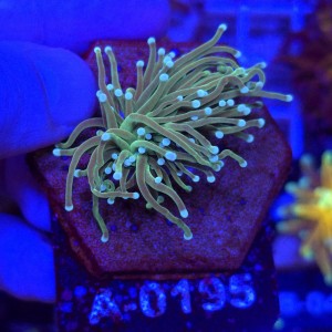 Euphyllia Glabrescens Green White tips WYSIWYG #A0195