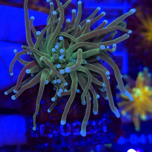 Euphyllia Glabrescens Green White tips WYSIWYG #E0221