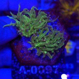 Euphyllia Glabrescens Green Mixed tips WYSIWYG #A0097