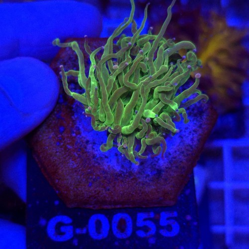 Euphyllia Glabrescens Green Mixed tips WYSIWYG #G0055
