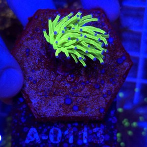 Euphyllia Glabrescens Green Blue tips WYSIWYG #A0113