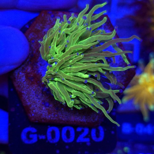 Euphyllia Glabrescens Green Blue tips WYSIWYG #G0020