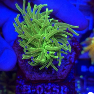 Euphyllia Glabrescens Green Blue tips WYSIWYG #B0358