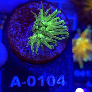 Euphyllia Glabrescens Green Mixed tips WYSIWYG #A0104