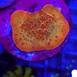 Montipora danae (Flaming Phoenix) - frag