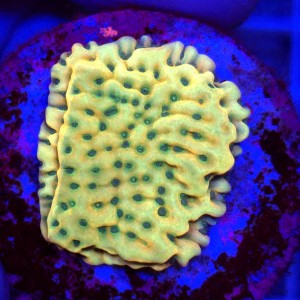 Montipora danae JF Beach Bum - frag