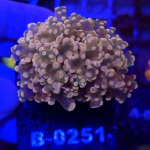 Euphyllia Paradivisa Orange (2 głowy) WYSIWYG #B0251