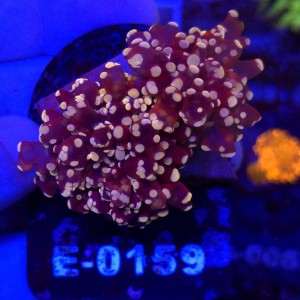 Euphyllia Paradivisa Orange (2 głowy) WYSIWYG #E0159