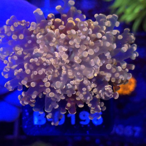 Euphyllia Paradivisa Orange WYSIWYG #B0196