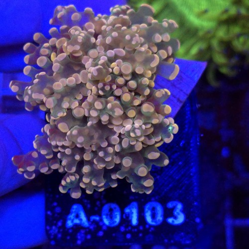 Euphyllia Paradivisa Orange (2 głowy) WYSIWYG #A0103