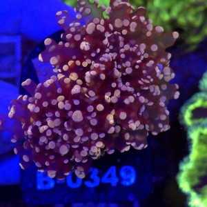 Euphyllia Paradivisa Orange (2 głowy) WYSIWYG #B0349
