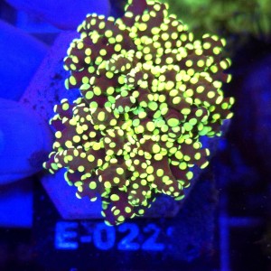 Euphyllia Paradivisa Yellow (2 głowy) WYSIWYG #E0229