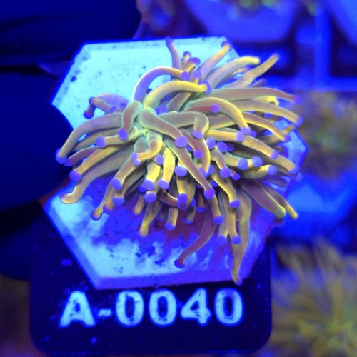 Euphyllia Glabrescens Holy Grail US Style WYSIWYG #A0040