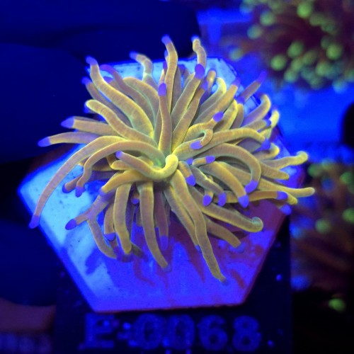 Euphyllia Glabrescens Holy Grail US Style WYSIWYG #E0068