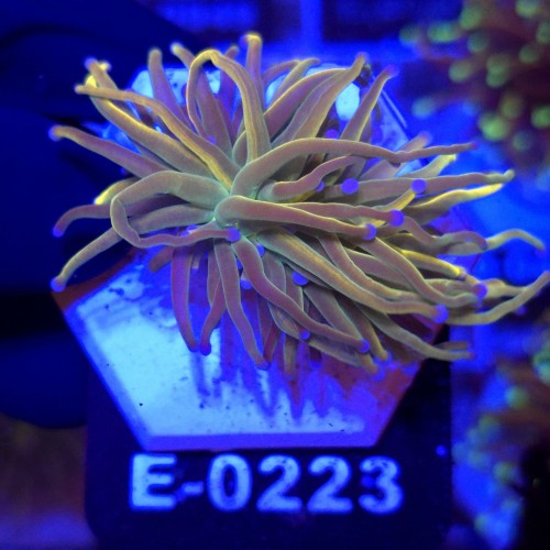 Euphyllia Glabrescens Holy Grail US Style WYSIWYG #E0223