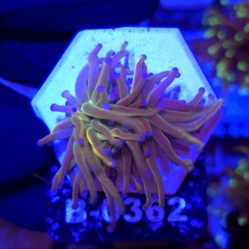 Euphyllia Glabrescens Holy Grail US Style WYSIWYG #B0362