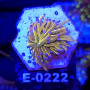 Euphyllia Glabrescens Holy Grail US Style WYSIWYG #E0222