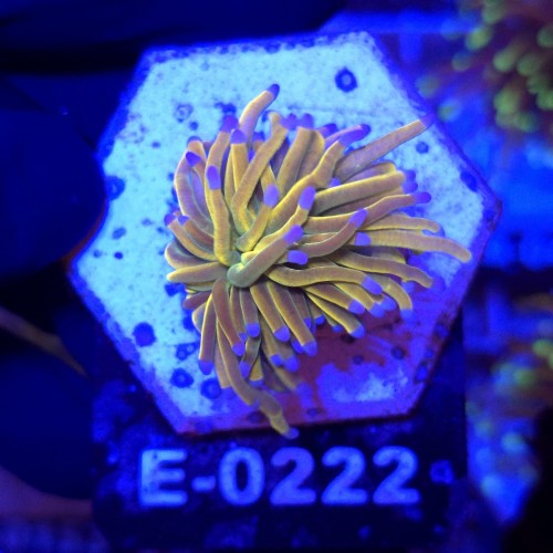 Euphyllia Glabrescens Holy Grail US Style WYSIWYG #E0222