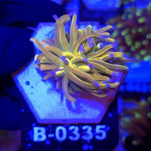 Euphyllia Glabrescens Holy Grail US Style WYSIWYG #B0335