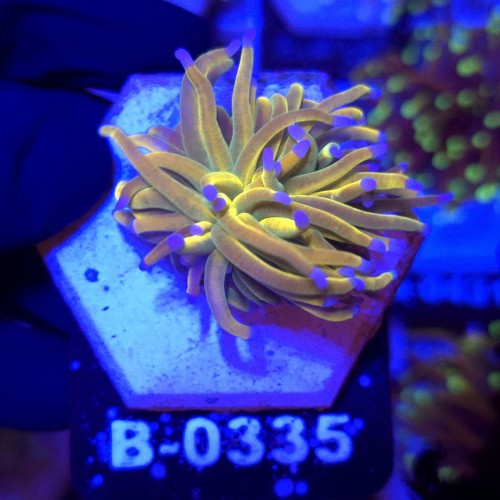 Euphyllia Glabrescens Holy Grail US Style WYSIWYG #B0335