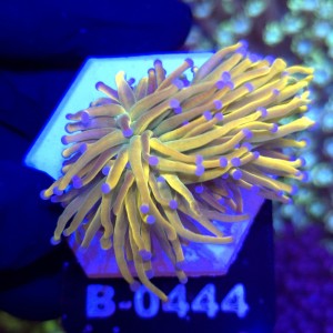 Euphyllia Glabrescens Holy Grail US Style (2 głowy) WYSIWYG #B0444