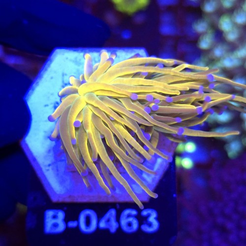 Euphyllia Glabrescens Holy Grail US Style (2 głowy) WYSIWYG #B0463
