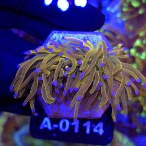 Euphyllia Glabrescens Holy Grail US Style (2 głowy) WYSIWYG #A0114