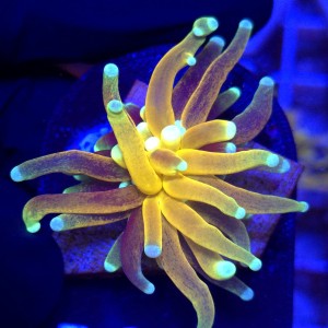 Euphyllia Cristata Tiger Torch Gold WYSIWYG #B0413