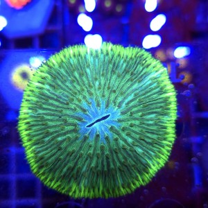 Fungia Toxic Blue Eye WYSIWYG