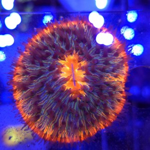 Fungia Ultra Orange Purple Tips WYSIWYG