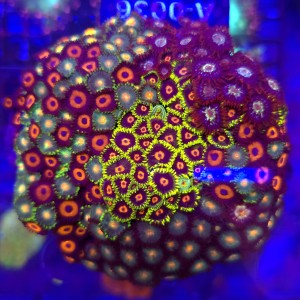 ZOA Garden Mix WYSIWYG #A0036