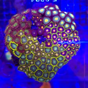 ZOA Garden Mix WYSIWYG #E0224