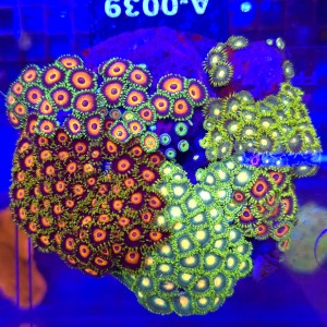 ZOA Garden Mix WYSIWYG #A0039